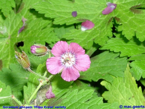 Geranium phaeum 'Mona Kruse' variety